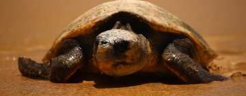 Mozambique Proclaims Maputo National Park