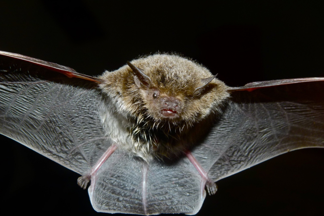 Biodiversity Mitigation Measures are Saving Bats from Wind Turbines