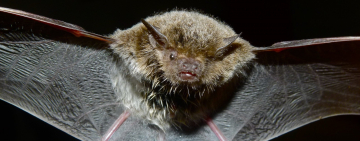 Biodiversity Mitigation Measures are Saving Bats from Wind Turbines