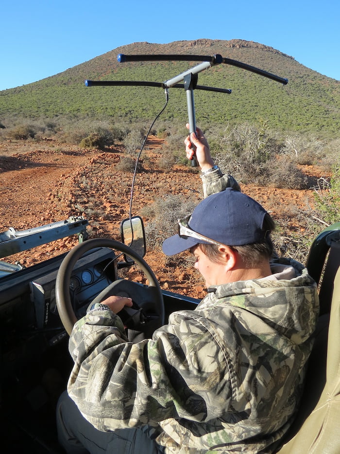 Tish Kleinschmidt and the team at Mount Camdeboo keep the cats collared as part of the monitoring project. Image