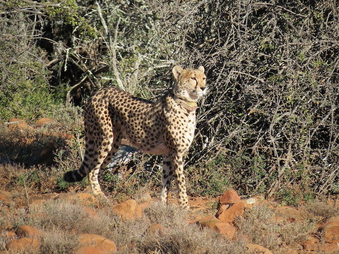 The cheetah have adapted well to their new conditions on the African continent Image