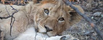 Big Cats of the Camdeboo 