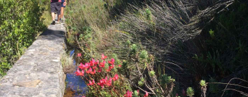 Hike Table Mountain and Say it with flowers on Valentines Day