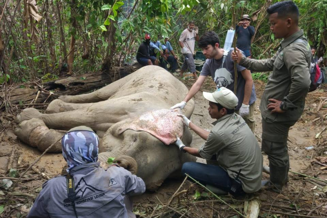 Saving the Critically Endangered Sumatran elephant