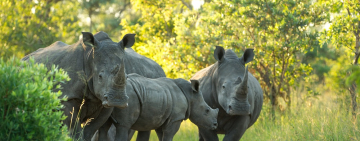 In the firing-line: An exclusive interview with the elite anti-poaching unit at Singita South Africa