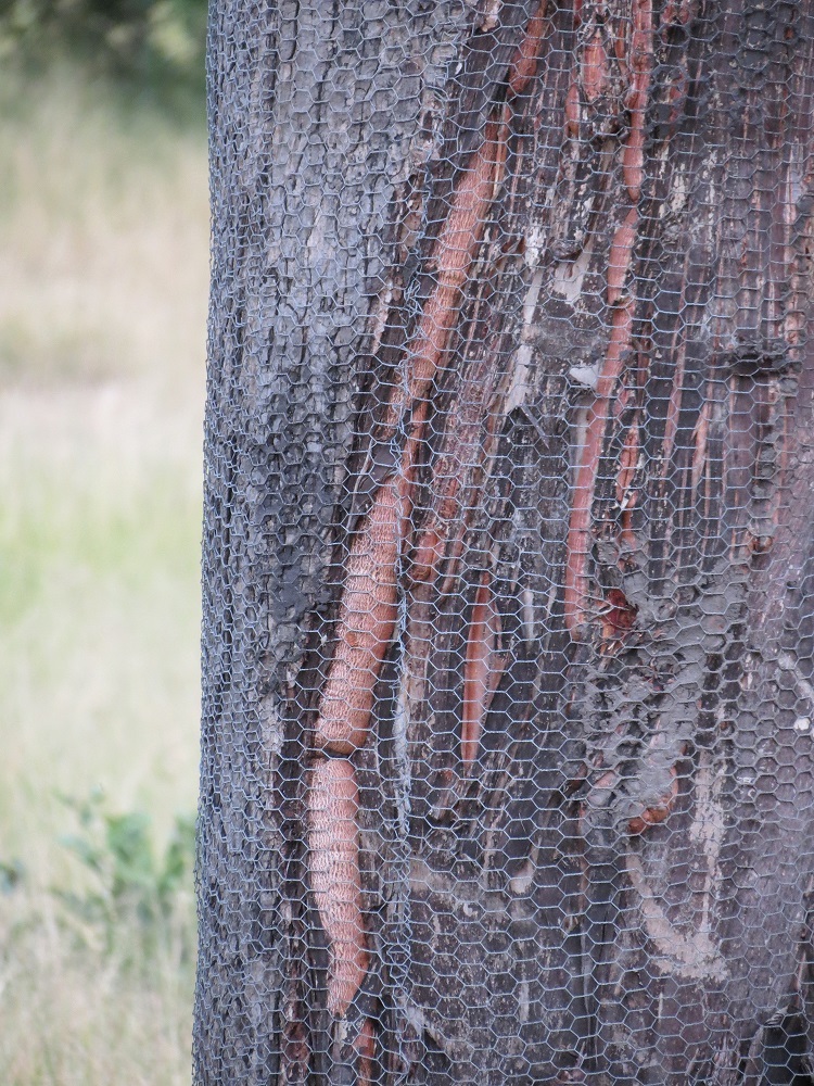 Different kinds of mesh are being tested in order to protect trees from elephant damage Image