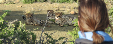 Roam: Karoo Reserve Strikes Gold with Deep-Dive Eco-Tourism