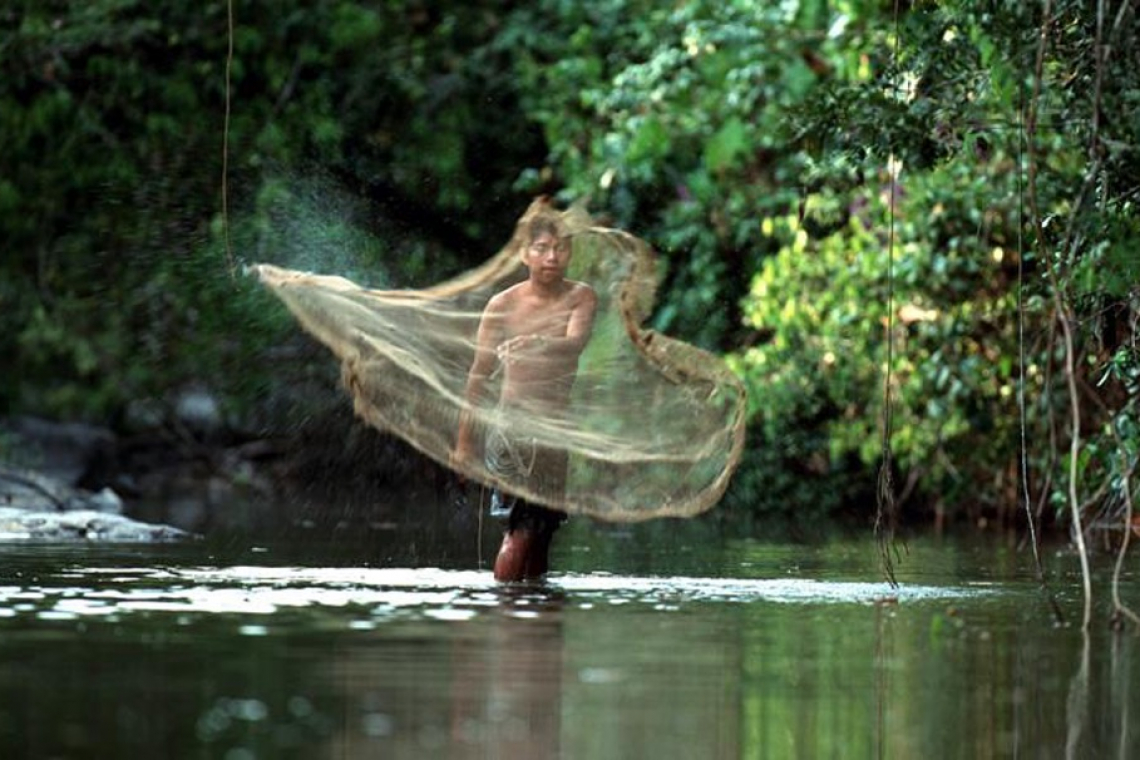 Warapoka Endangered Rainforest: Local Tourism Project Support the Forest and Community 
