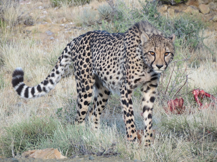 Habituated cheetah at Roam makes walking safaris possible. Springbok on Roam are easy prey for cheetah at the Karoo reserve. Image