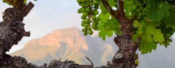 WWF Wine farm Conservation Champions: You Can Taste the Difference