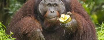 The Race to Save the Critically Endangered Orangutan