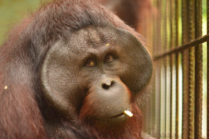 Nigel in an enclosure at a rescue centre prior to his release into the wild Image