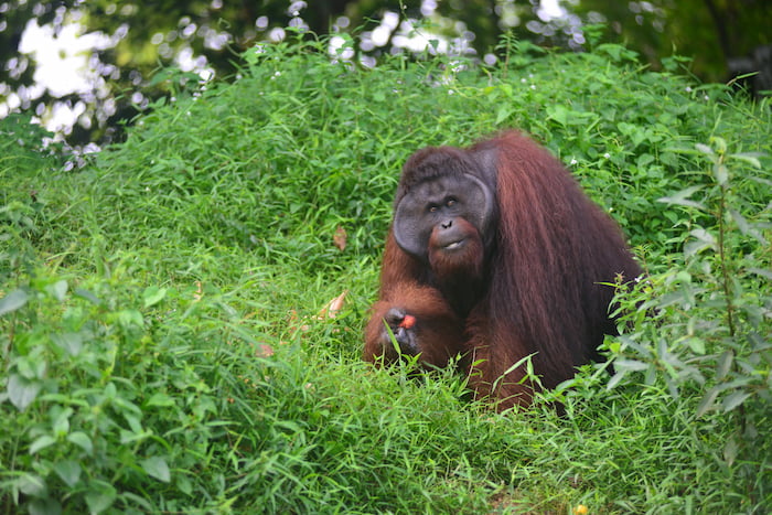 Nigel has been on a pre-release island for a year, and he’s ready for forest freedom! Image