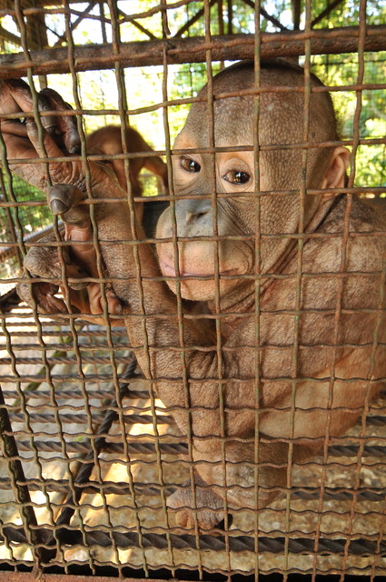 Nigel in the metal cage at the zoo before he was rescued Image