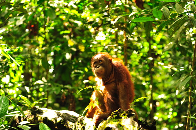 Nigel as a youngster during Jungle School Image