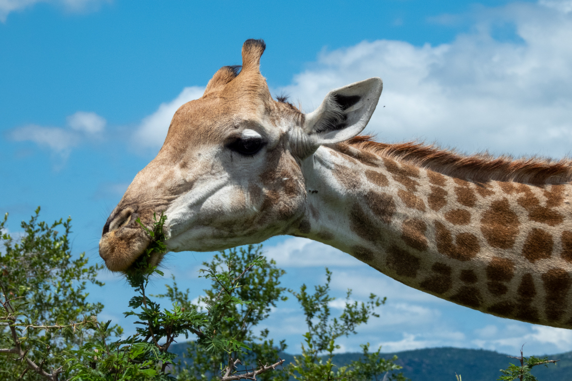 The Different Giraffe in Africa