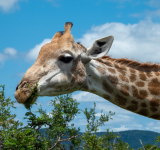 The Different Giraffe in Africa