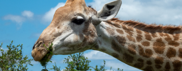 The Different Giraffe in Africa