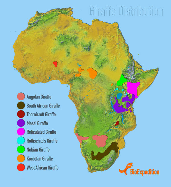 Giraffe Distribution Image