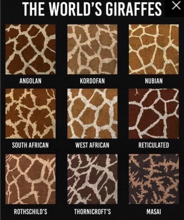 Giraffe Coat Pattern Image