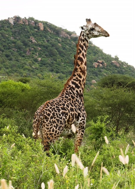 Maasai Giraffe Image