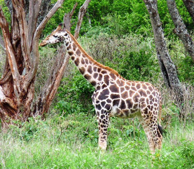 Nubian Giraffe Image
