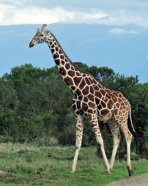 Reticulated Giraffe Image