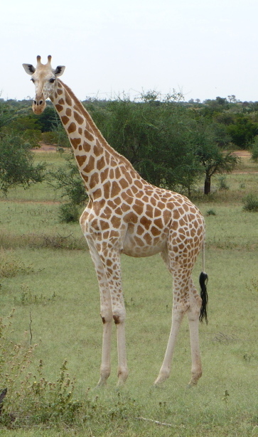 West African Giraffe Image