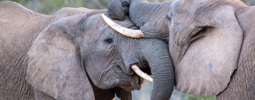What is anthropomorphism, and why should you be careful using the term?