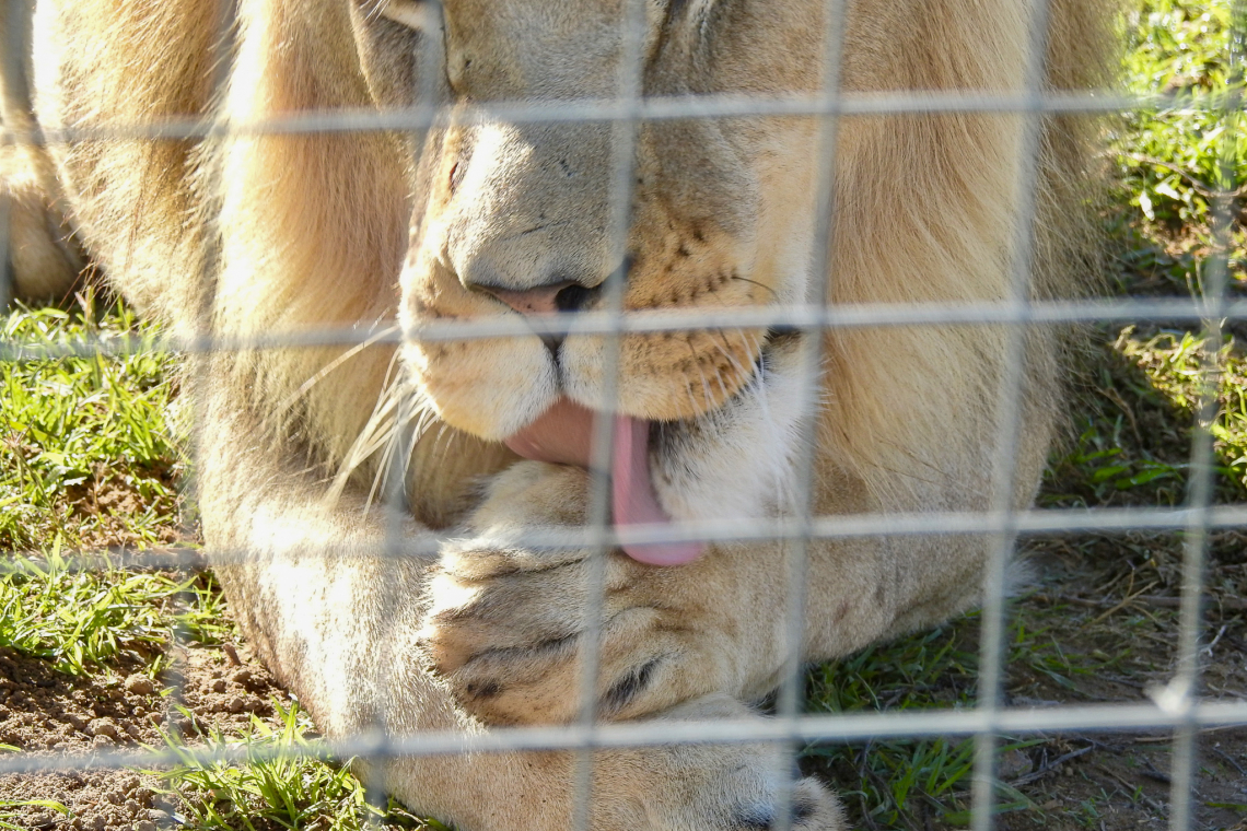 Captive lion trade - photo by Adriaan Buys