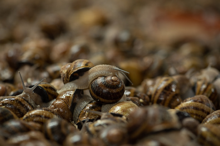 Snail breeding - Helix aspersa maxima Image
