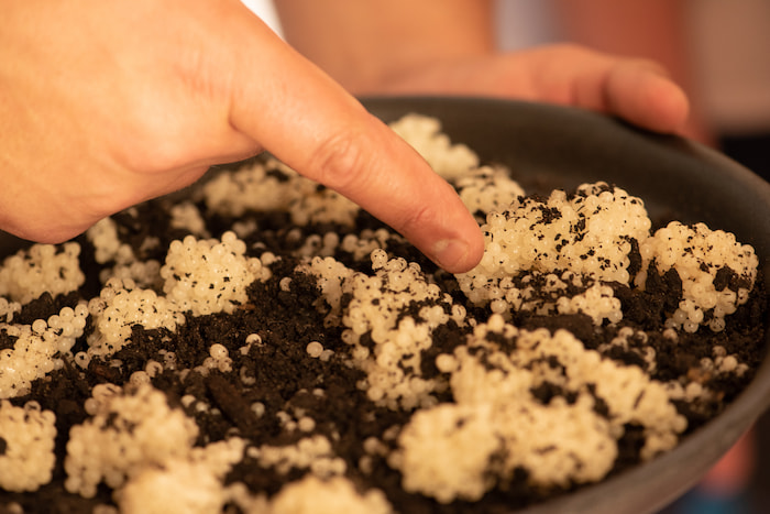 Snail Eggs - White Caviar Image