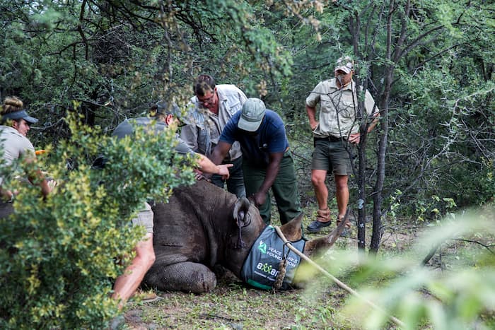 Capturing the rhino in Manketti Image