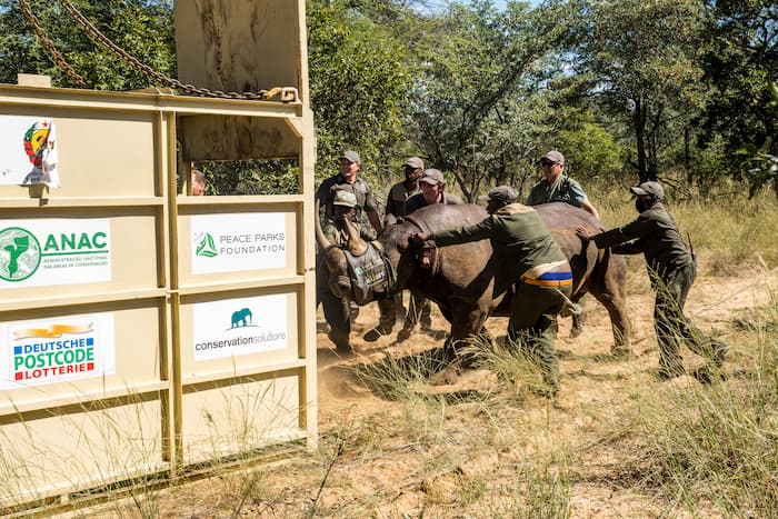 Loading the rhino in Manketti Image
