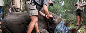 Rewilding Rhino: Conservation Heroes Successfully Translocate 27 Rhinos to Mozambique
