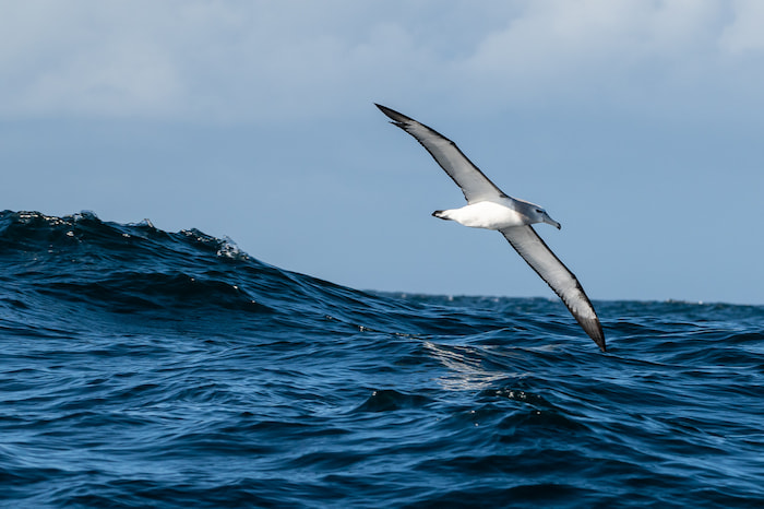 Shy Albatross Image