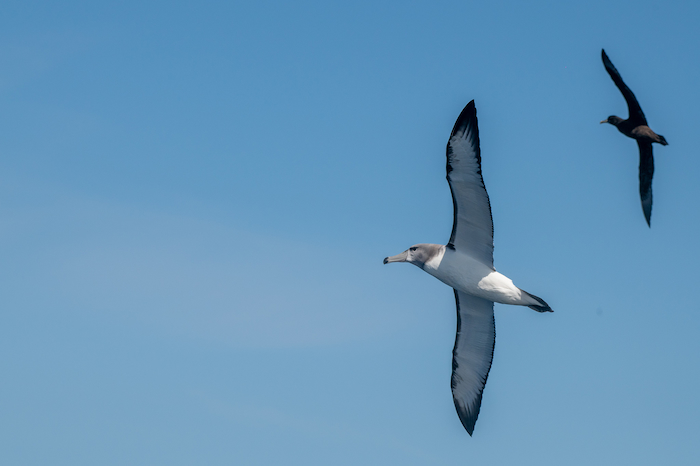Shy Albatross Image