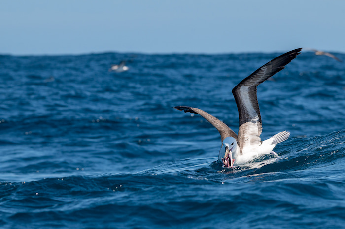 Shy Albatross feeding Image