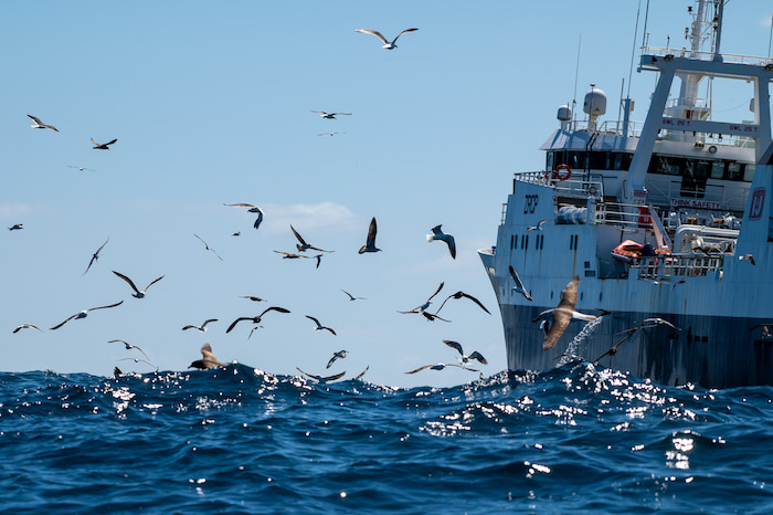 Trawler attracting seabird activity Image