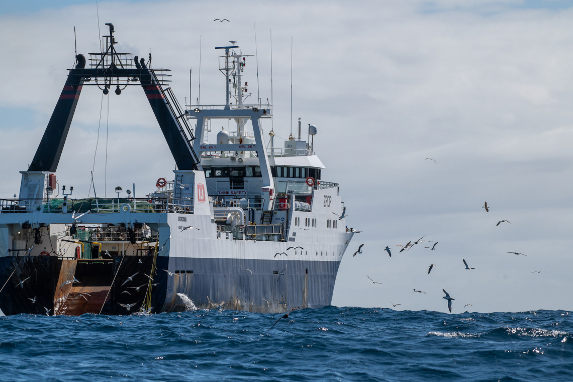 Cape Town Pelagics Boat Tour