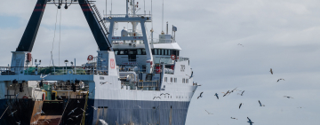 Cape Town Pelagics Boat Tour: any Bird Photographer and Birder's Dream Cruise