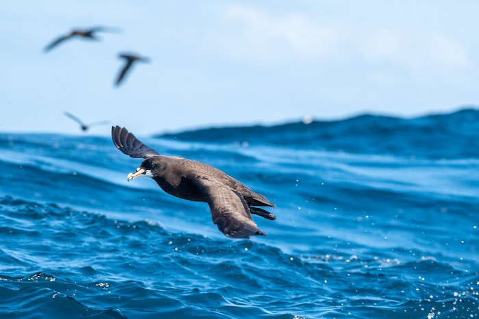 White-chinned Petrel Image