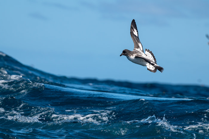 Cape (Pintado) Petrel Image