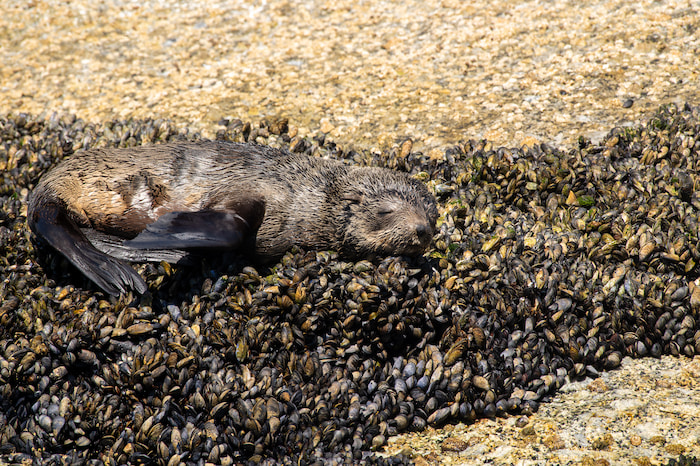 Cape fur seal Image