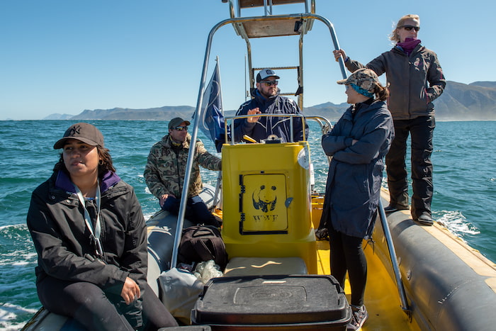 Fieldwork by boat, studying southern right whales Image
