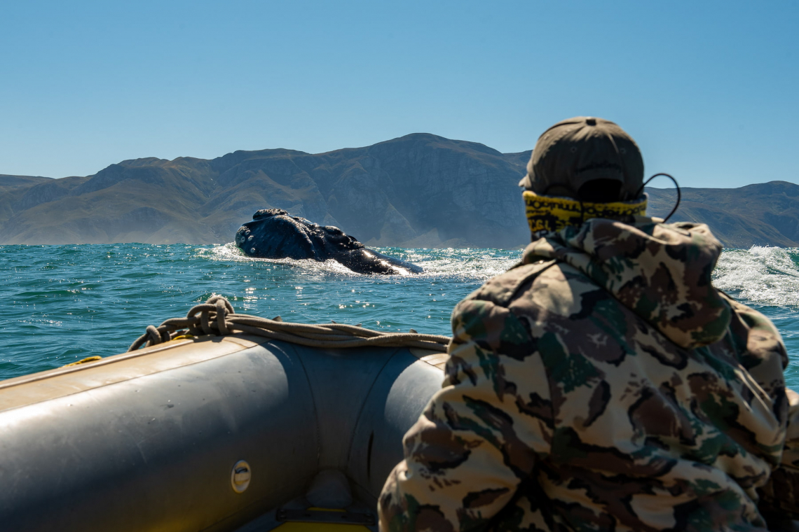 southern_right_whale_research
