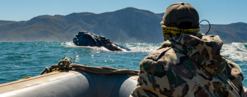 The Whales are Back - Preliminary Count Shows Southern Right Whale Numbers Increase