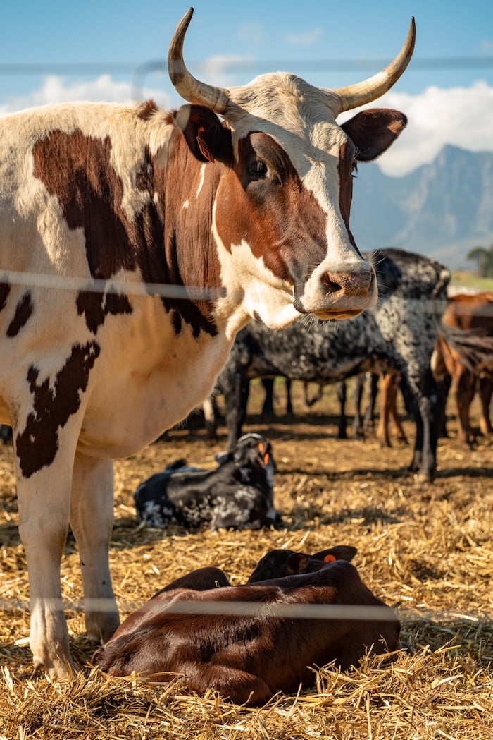 Cow guarding calf on a cattle farm Image