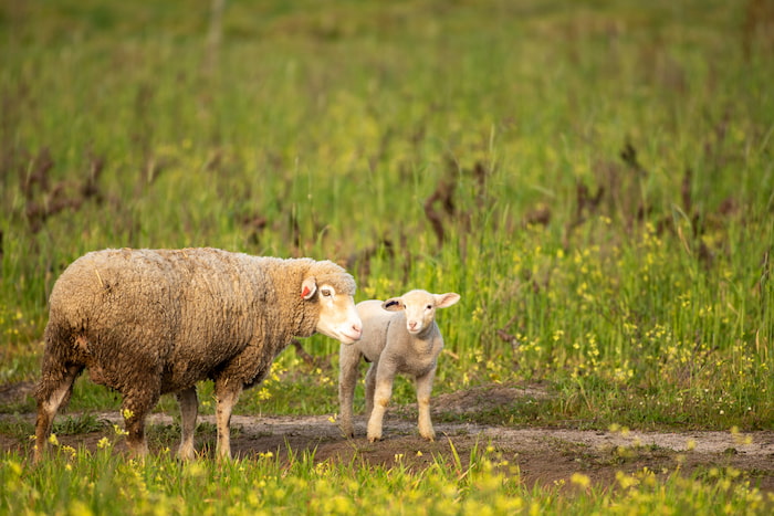 Sheep and lamb on unused wine farm land Image