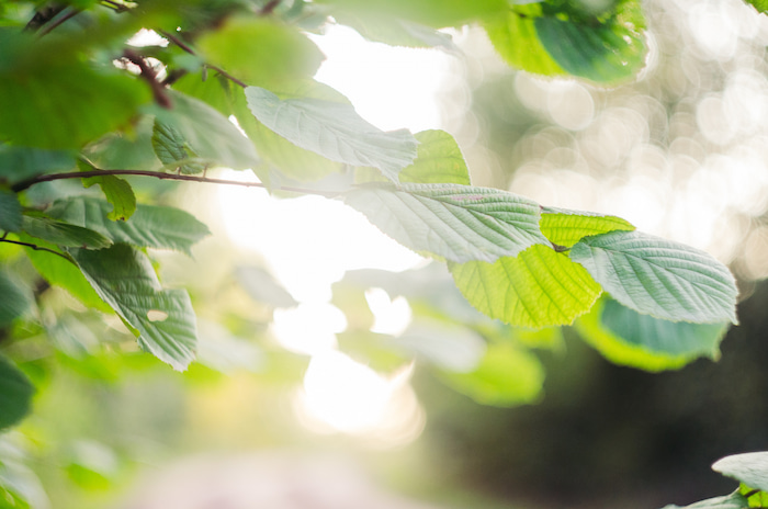 Close-up of green plant leaves illuminated by sunlight, symbolizing the process of photosynthesis where light energy is absorbed to produce glucose and oxygen.